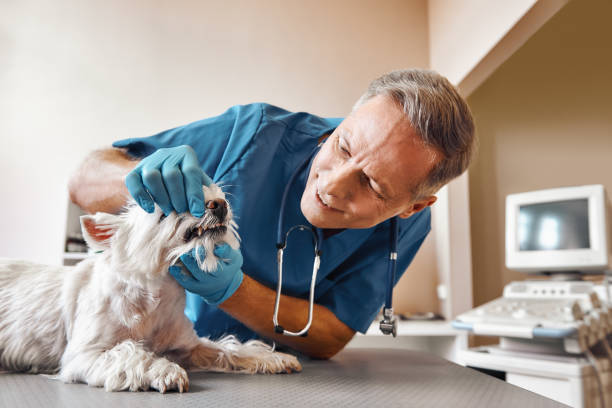 Best Emergency Dentist for Special Needs Patients in San Gabriel, CA